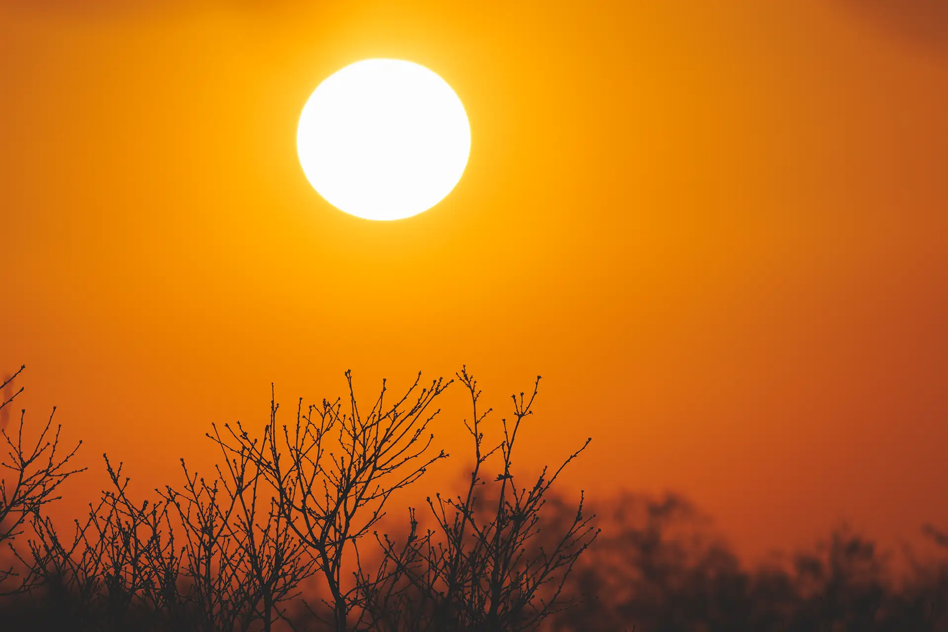 Abendsonne über kahlen Zweigen als Symbol für einen klaren Blick auf ThetaHealing