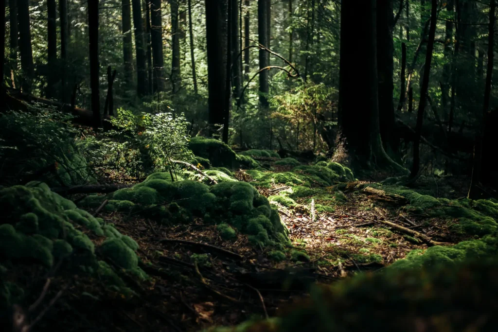 Moosbewachsener Waldboden im Licht als Symbol für das Zurückholen von Seelenanteilen